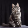 Meet Cleo – Female Maine Coon Kitten