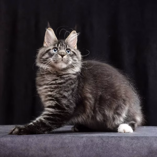 Meet Cleo – Female Maine Coon Kitten - Image 6