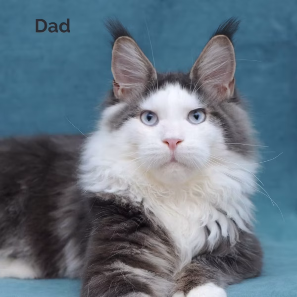 Meet Cleo – Female Maine Coon Kitten - Image 2