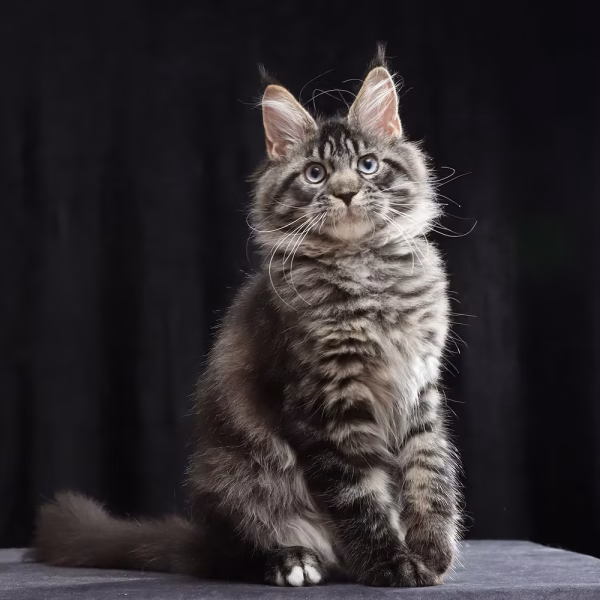 Meet Cleo – Female Maine Coon Kitten