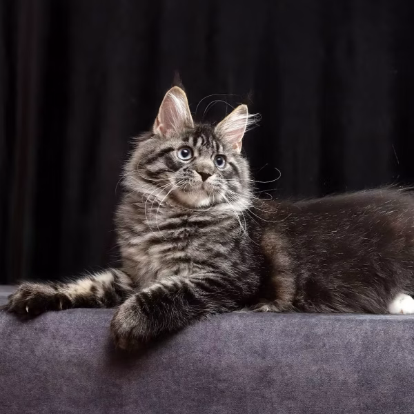 Meet Cleo – Female Maine Coon Kitten - Image 5