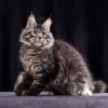 Meet Cleo – Female Maine Coon Kitten - Image 4