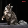 Meet Cleo – Female Maine Coon Kitten - Image 3