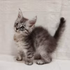 Meet Willow – Female Maine Coon Kitten