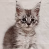 Meet Willow – Female Maine Coon Kitten - Image 4