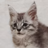 Meet Willow – Female Maine Coon Kitten - Image 2